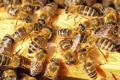 Abeilles OPE