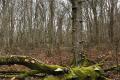 Arbre